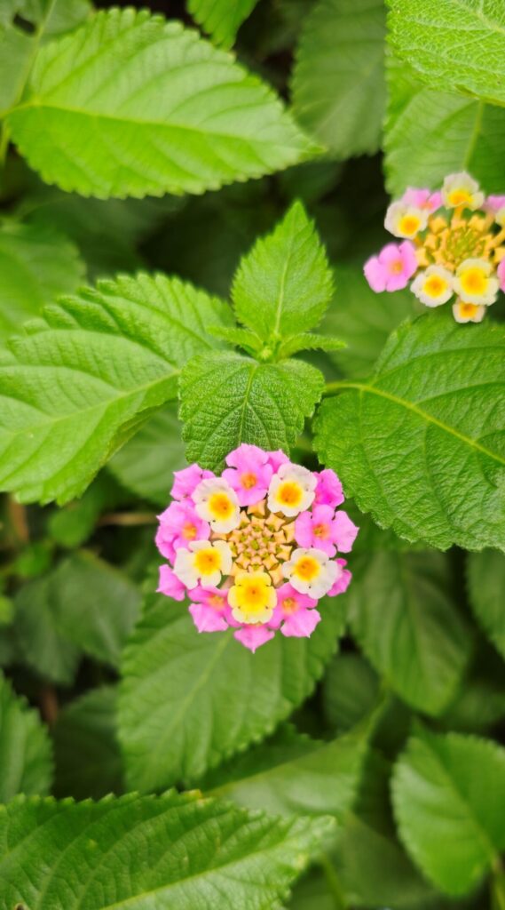 20251005 145528 small