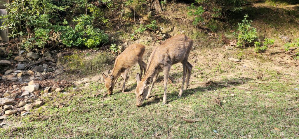 20251018 152622 small