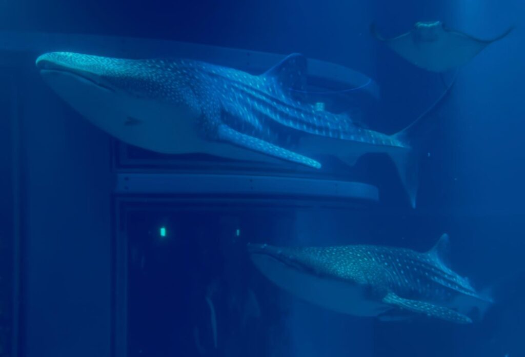 whatsapp bild 2025 10 26 um 23.06.08 11ba287f